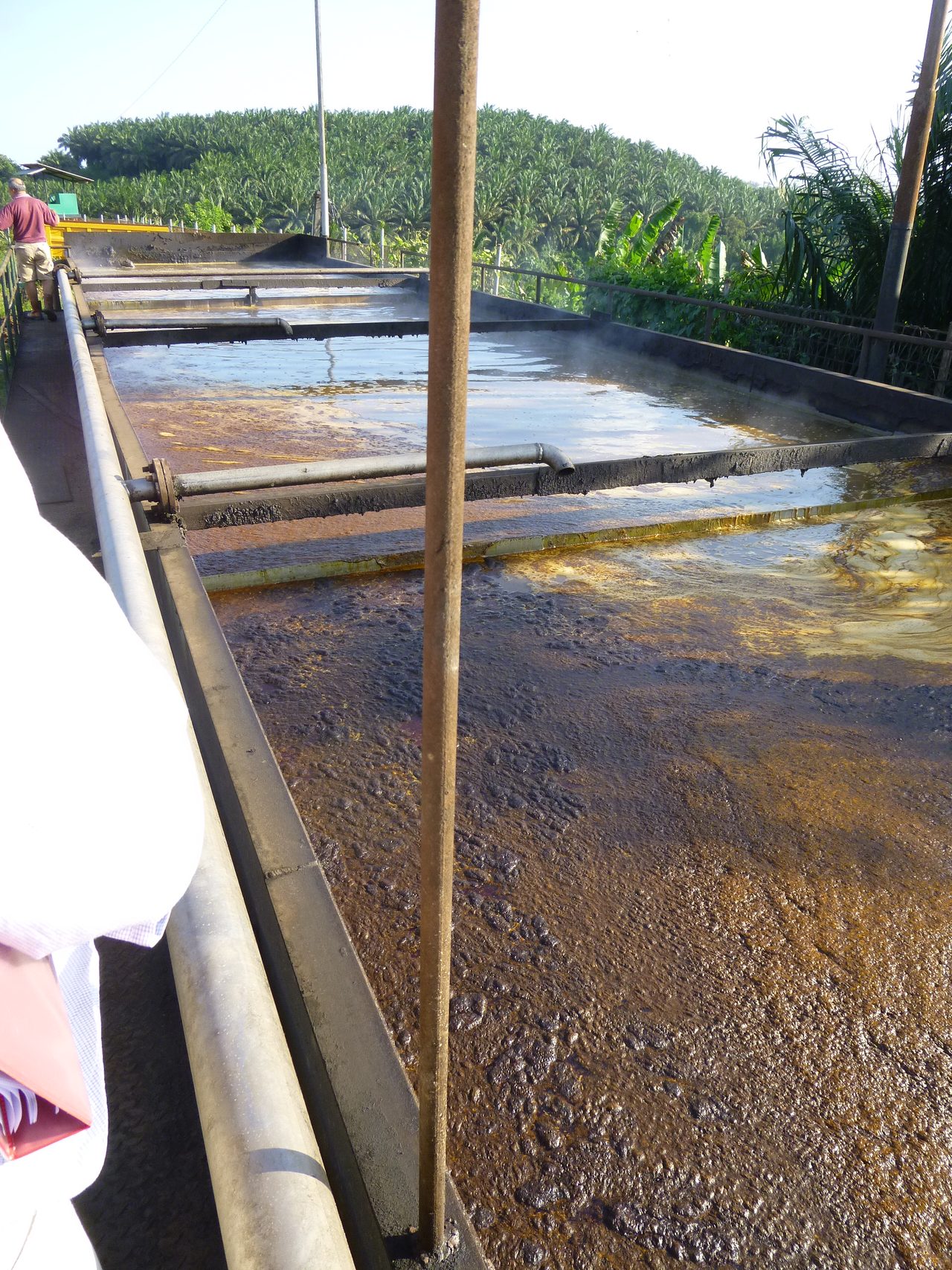 A de-oiling pit at a palm oil mill, with a thick layer of crude palm oil floating on hot effluent